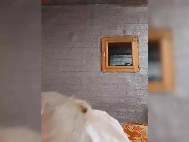 Freechat LizSage on BongaCams