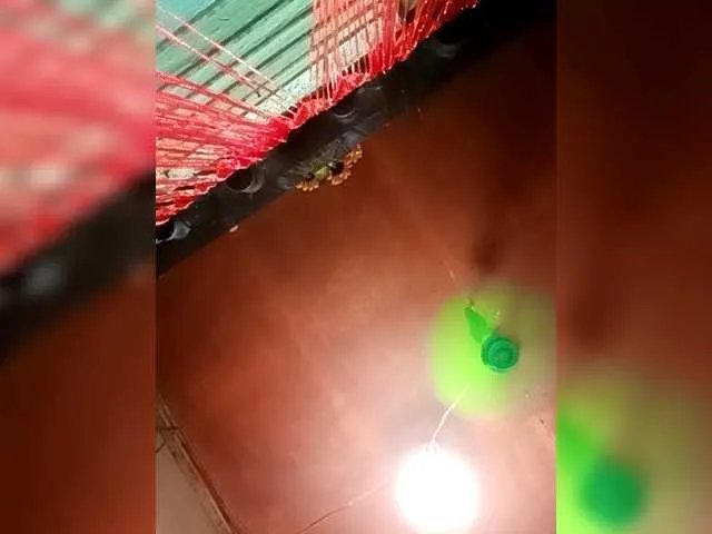 Sweet-Honey32 on BongaCams 